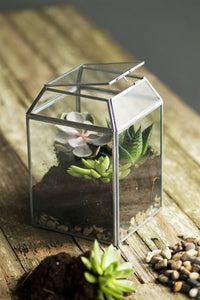 Small Desktop Terrarium