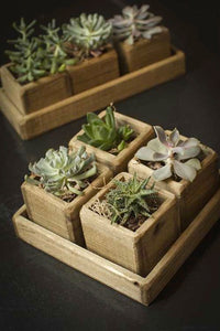Set of 4 Wooden Planters in Wood Tray