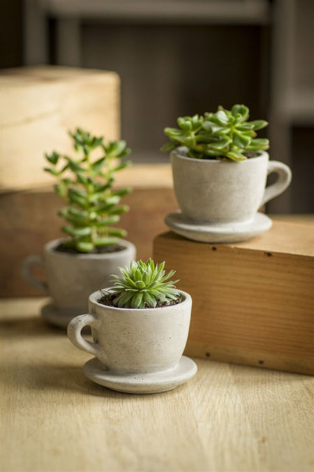 Concrete Cup and Saucer Planter